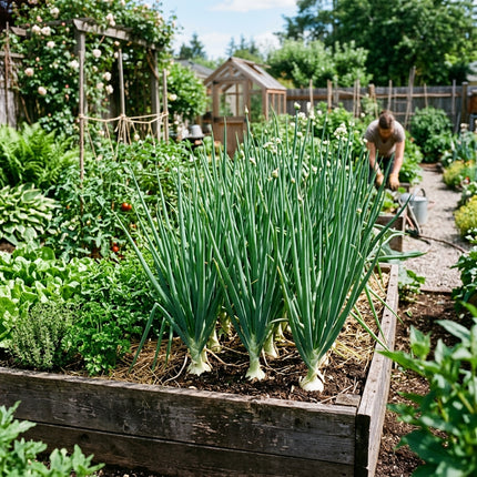 500 Japanese Bunching Onions Seeds for Planting - Premium Heirloom Japanese Bunching Onions Seeds for Home Garden