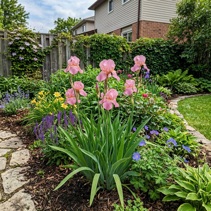 Striking 50 Iris Flower Seeds, Pink - Drought Tolerant, for Planting, Premium Heirloom Seeds
