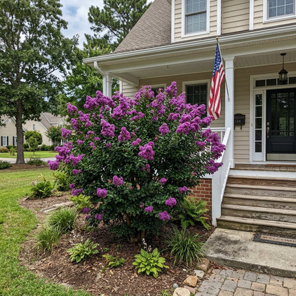 Beautiful 100 Crape Myrtle Flower Seeds, Purple - Beautiful Perennial Flowers, for Planting, Long Lasting Patio Blooms
