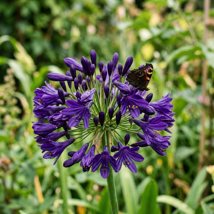 35 Dark Purple African Lily Seeds for Planting - Premium Heirloom Dark Purple African Lily Seeds for Home Garden