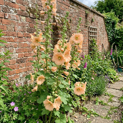 Magnificent 100 Hollyhock Flower Seeds, Apricot - Drought Tolerant, Outdoor Patio Decor, Stunning Yard Decor