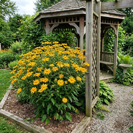 300 Green Black Eyed Susan Seeds for Home Garden - Stunning Yard Decor, Fast Growing