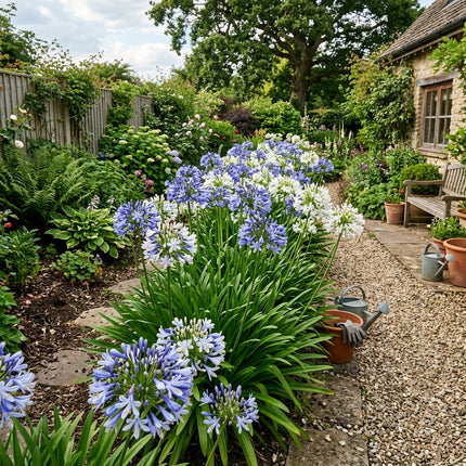 50 Bicolor African Lily Seeds for Planting - Premium Heirloom Bicolor African Lily Seeds for Home Garden