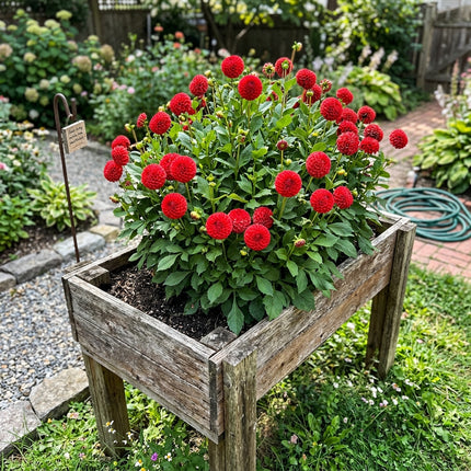50 Pompon Red Dahlia Seeds for Home Garden - for Garden Borders, Cut Flower Arrangements