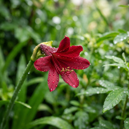 Gorgeous 50 African Lily Flower Seeds, Dark Red - Beautiful Perennial Flowers, for Home Garden, Premium Heirloom Seeds
