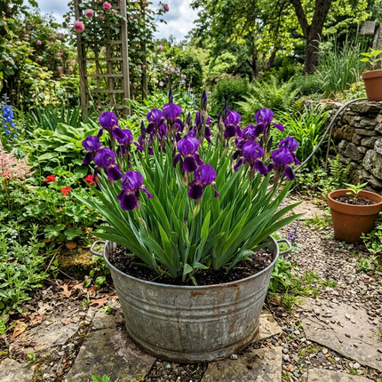 Fresh 50 Purple Iris Seeds for Home Gardening - Fast Growing, Beginner Friendly Planting, Outdoor Patio Decor