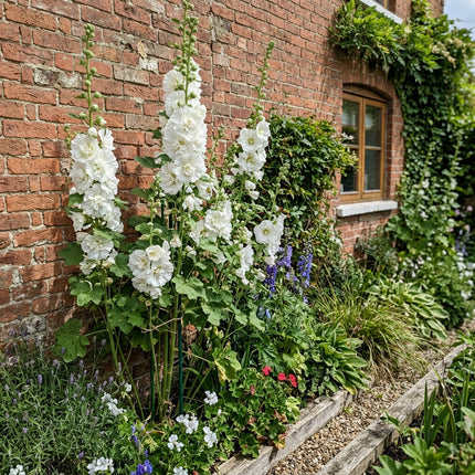 Beautiful 100 Hollyhock Flower Seeds, Double White - Vibrant Floral Display, Easy to Grow, Stunning Yard Decor