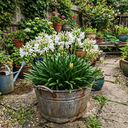 50 Dwarf White African Lily Seeds for Home Garden - Stunning Yard Decor, Fast Growing