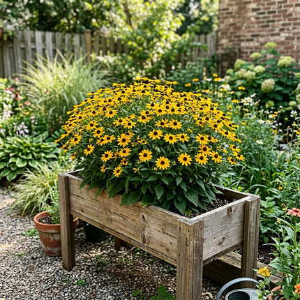 300 Dwarf Gold Black Eyed Susan Seeds for Planting - Long Lasting Patio Blooms, Drought Tolerant