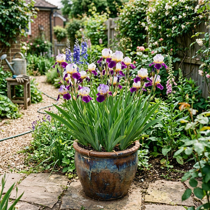 50 Count Bicolor Purple Iris Seeds - Beginner Friendly Planting, for Home Garden, Vibrant Floral Display