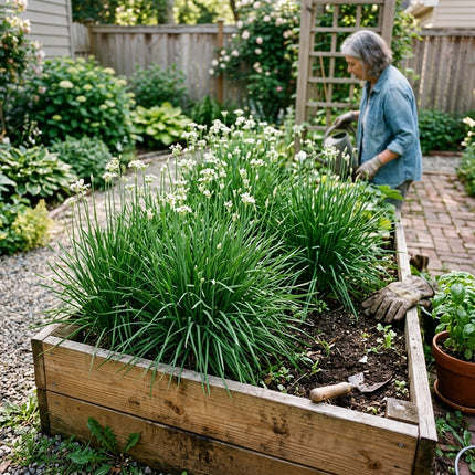 1000 Fine Leaf Garlic Chives Seeds for Planting - Premium Heirloom Fine Leaf Garlic Chives Seeds for Home Garden