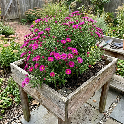 50 Count Magenta Aster Seeds - Beginner Friendly Planting, for Home Garden, Fast Growing
