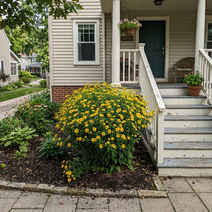 50 Count Yellow Aster Seeds - Long Lasting Patio Blooms, Heirloom Floral Blooms, Vibrant Floral Display