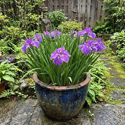 Radiant 50 Iris Flower Seeds, Japanese Purple - Fast Growing, Outdoor Patio Decor, Long Lasting Patio Blooms