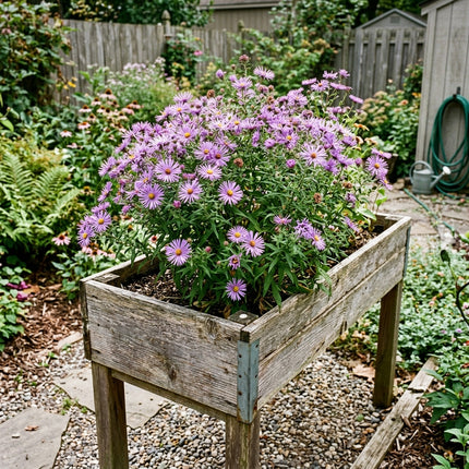 Fresh 50 Spider Aster Seeds for Home Gardening - Beautiful Perennial Flowers, Stunning Yard Decor, Outdoor Patio Decor