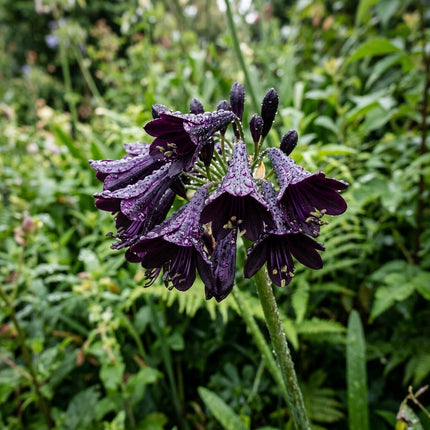 50 Black African Lily Seeds for Planting - Long Lasting Patio Blooms, Drought Tolerant
