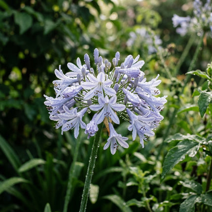 50 Silver African Lily Seeds Nature Inspired Landscape - Long Lasting Patio Blooms, Fast Growing