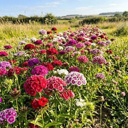 Spectacular 500 Sweet William Flower Seeds, Mixed - Drought Tolerant, Nature Inspired Landscape, Beginner Friendly Planting