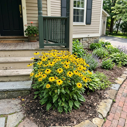 300 Count Lemon Yellow Black Eyed Susan Seeds - for Garden Borders, Nature Inspired Landscape, Fast Growing