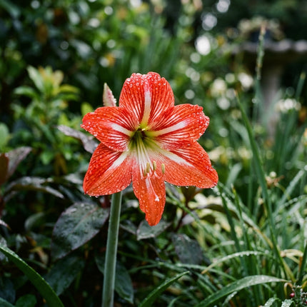 50 Striped Red African Lily Seeds Heirloom Floral Blooms - Stunning Yard Decor, Cut Flower Arrangements