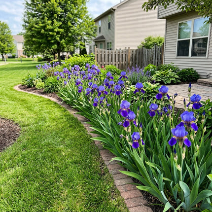 Spectacular 50 Iris Flower Seeds, Bearded Blue - Drought Tolerant, Nature Inspired Landscape, Beginner Friendly Planting