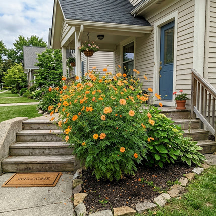 Fresh 100 Apricot Cosmos Seeds for Home Gardening - Cut Flower Arrangements, Long Lasting Patio Blooms, for Home Garden
