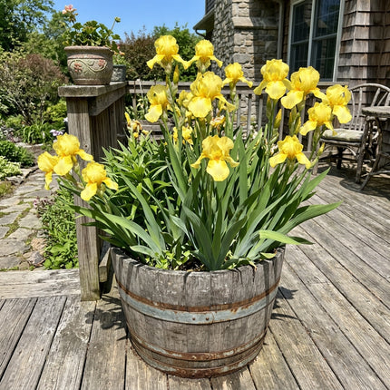 Fresh 50 Bearded Yellow Iris Seeds for Home Gardening - Vibrant Floral Display, Long Lasting Patio Blooms, Easy to Grow