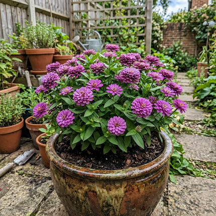100 Purple Zinnia Seeds Outdoor Patio Decor - Beginner Friendly Planting, Fast Growing