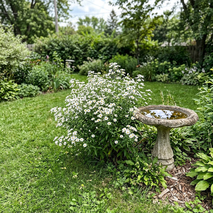 50 White Aster Seeds Easy to Grow - for Garden Borders, Drought Tolerant