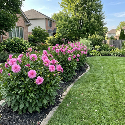 50 Count Waterlily Pink Dahlia Seeds - Stunning Yard Decor, Nature Inspired Landscape, Drought Tolerant