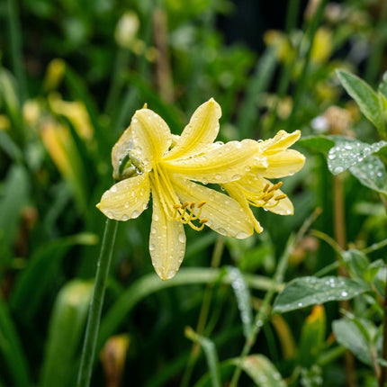 Fresh 50 Yellow African Lily Seeds for Home Gardening - Cut Flower Arrangements, for Garden Borders, Easy to Grow