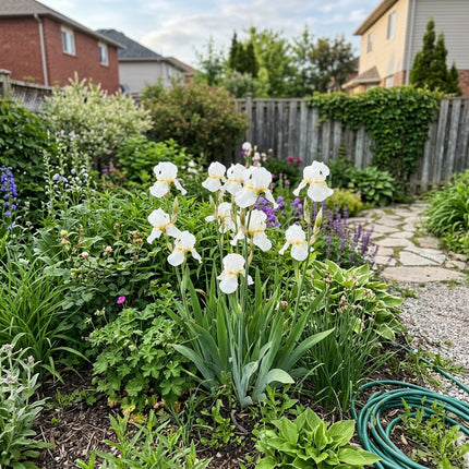50 Count White Iris Seeds - Beginner Friendly Planting, Heirloom Floral Blooms, Vibrant Floral Display