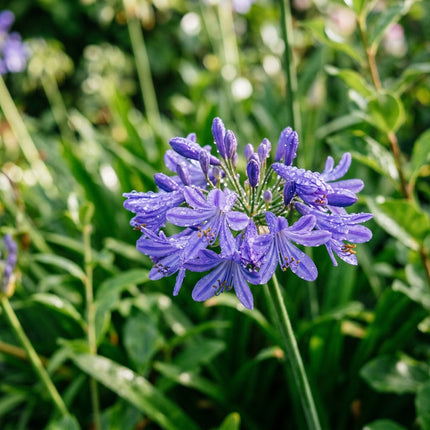 50 Count Violet African Lily Seeds - Long Lasting Patio Blooms, Nature Inspired Landscape, Drought Tolerant