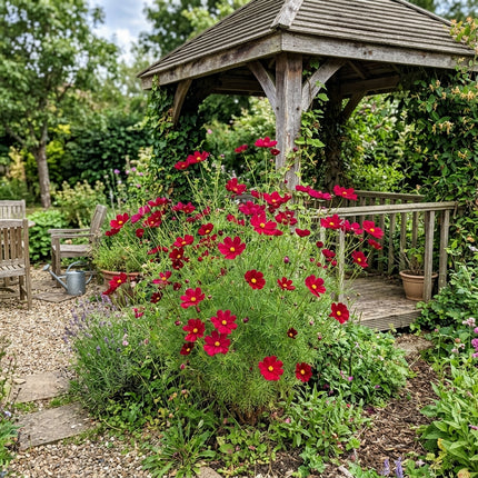 Magnificent 100 Cosmos Flower Seeds, Velvet Red - Vibrant Floral Display, for Home Garden, Stunning Yard Decor