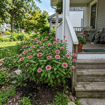 100 Bicolor Pink Zinnia Seeds Easy to Grow - Long Lasting Patio Blooms, Cut Flower Arrangements