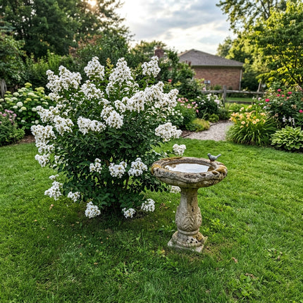 100 Count White Crape Myrtle Seeds - for Garden Borders, for Planting, Beautiful Perennial Flowers