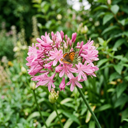 50 Pink African Lily Seeds for Planting - Premium Heirloom Pink African Lily Seeds for Home Garden