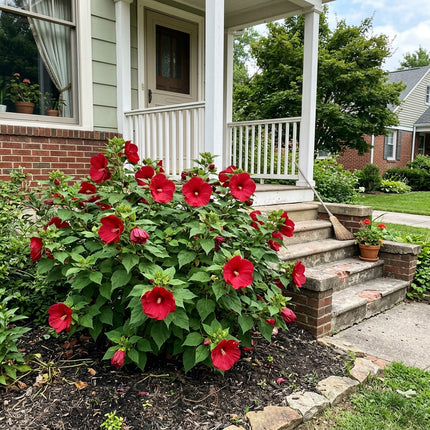 100 Hardy Red Hibiscus Seeds Nature Inspired Landscape - Premium Heirloom Seeds, Vibrant Floral Display