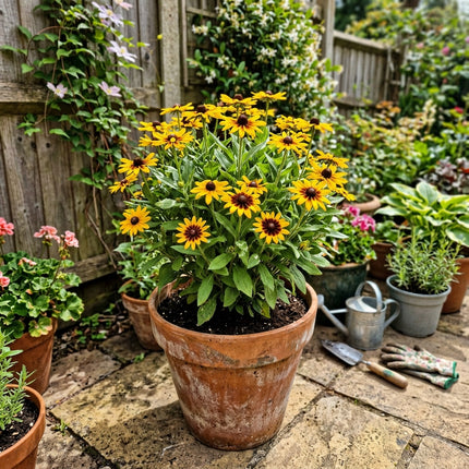Exquisite 300 Black Eyed Susan Flower Seeds, Chocolate - Vibrant Floral Display, for Home Garden, Premium Heirloom Seeds