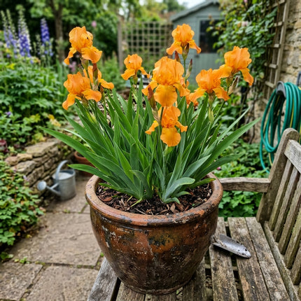 50 Orange Iris Seeds for Home Garden - Long Lasting Patio Blooms, Beautiful Perennial Flowers