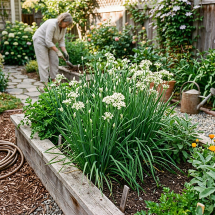 500 Broad Leaf Garlic Chives Seeds for Planting - Premium Heirloom Broad Leaf Garlic Chives Seeds for Home Garden