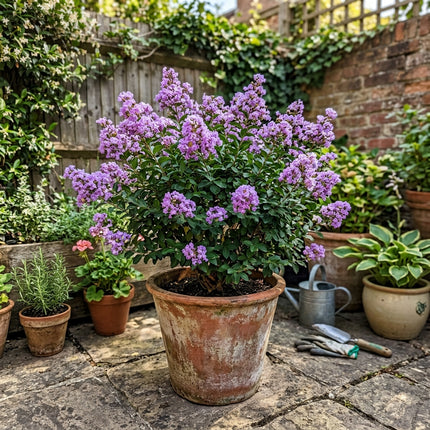 Fresh 100 Lavender Crape Myrtle Seeds for Home Gardening - Fast Growing, Beginner Friendly Planting, Heirloom Floral Blooms