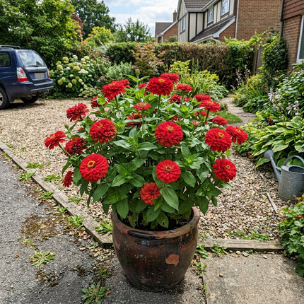 Fresh 100 Giant Red Zinnia Seeds for Home Gardening - Vibrant Floral Display, Premium Heirloom Seeds, Heirloom Floral Blooms