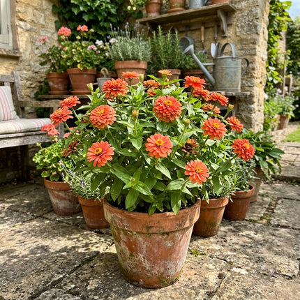 100 Coral Zinnia Seeds Easy to Grow - Beginner Friendly Planting, Beautiful Perennial Flowers