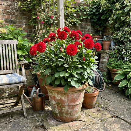 Fresh 50 Red Dahlia Seeds for Home Gardening - Beautiful Perennial Flowers, Stunning Yard Decor, Heirloom Floral Blooms