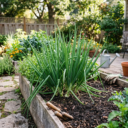 500 Evergreen Bunching Onions Seeds for Planting - Premium Heirloom Evergreen Bunching Onions Seeds for Home Garden
