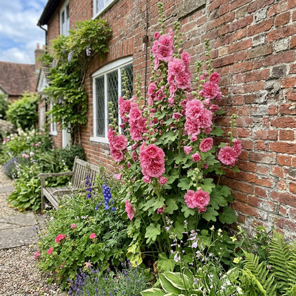 Exquisite 100 Hollyhock Flower Seeds, Double Pink - Cut Flower Arrangements, Easy to Grow, Premium Heirloom Seeds