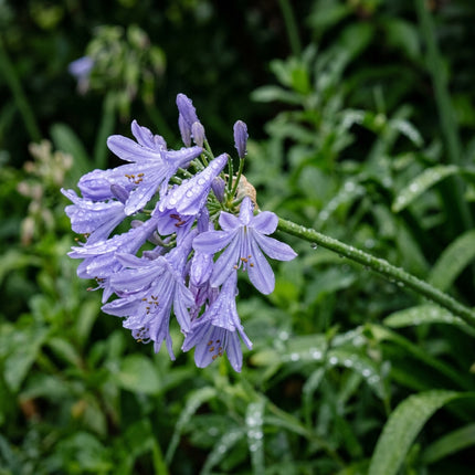 Fresh 50 Lavender African Lily Seeds for Home Gardening - Beautiful Perennial Flowers, for Garden Borders, Heirloom Floral Blooms
