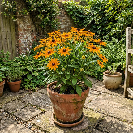 300 Count Orange Black Eyed Susan Seeds - Stunning Yard Decor, Heirloom Floral Blooms, Fast Growing