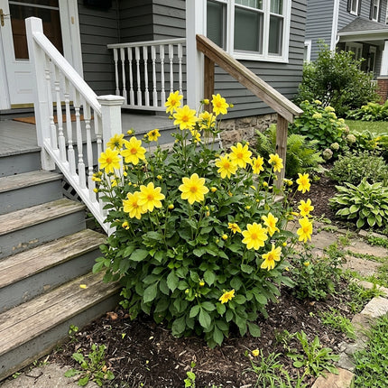 50 Count Anemone Yellow Dahlia Seeds - Long Lasting Patio Blooms, Easy to Grow, Vibrant Floral Display